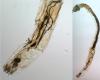 Dasyhelea sp.